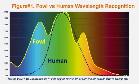 Maximizing Egg Production with Full Spectrum LED Lighting: Introducing SOLAY Lighting Solution