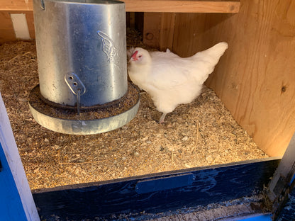 SOLAYE! Fully-Automated Poultry Lighting System w/50' Extension Cord and Waterproof Electrical Junction Box | For Coops, Outdoor Brooders and Runs.